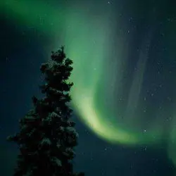 Green aurora sweeping across the night sky above a snow-covered pine tree in Fairbanks, Alaska