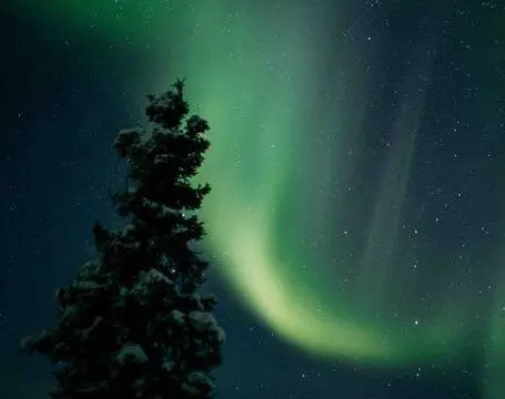 Green aurora sweeping across the night sky above a snow-covered pine tree in Fairbanks, Alaska