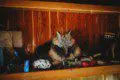Taxidermy fox and assorted animal decor displayed in a wooden shelf inside a Fairbanks Alaska lodge