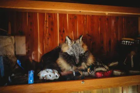Taxidermy fox and assorted animal decor displayed in a wooden shelf inside a Fairbanks Alaska lodge