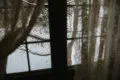 Winter scene of snowy trees viewed through a lodge window with sheer curtains in Fairbanks Alaska