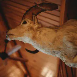Mounted ram head on a wooden wall inside a rustic lodge in Fairbanks Alaska
