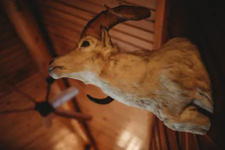Mounted ram head on a wooden wall inside a rustic lodge in Fairbanks Alaska