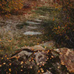 Leafy stone path surrounded by autumn foliage leading through a quiet wooded area in Fairbanks, Alaska