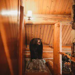 Mounted bear display inside a log cabin-style treehouse in Fairbanks Alaska with wood-paneled ceiling