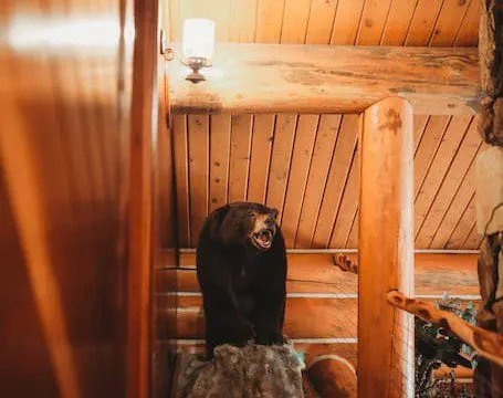 Mounted bear display inside a log cabin-style treehouse in Fairbanks Alaska with wood-paneled ceiling