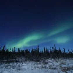 Green Northern Lights stretching across a starry sky above snowy trees in Fairbanks, Alaska