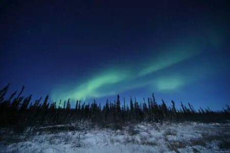Green Northern Lights stretching across a starry sky above snowy trees in Fairbanks, Alaska