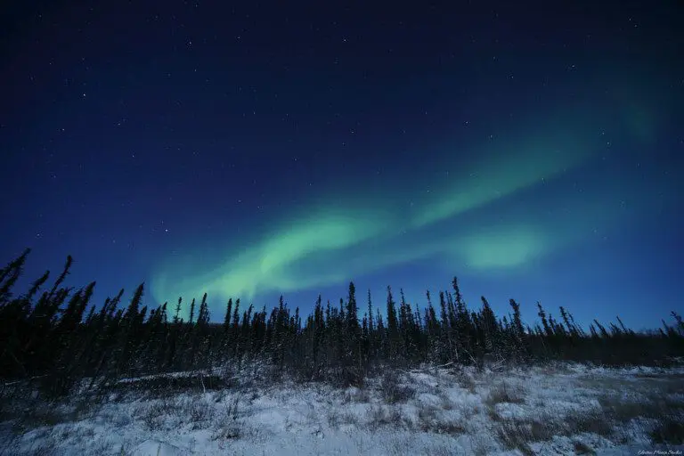 Green Northern Lights stretching across a starry sky above snowy trees in Fairbanks, Alaska