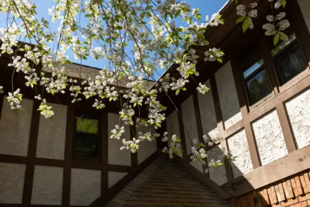 Exterior of Tudor-style lodge surrounded by trees in Fairbanks, ideal for weddings and adventure stays