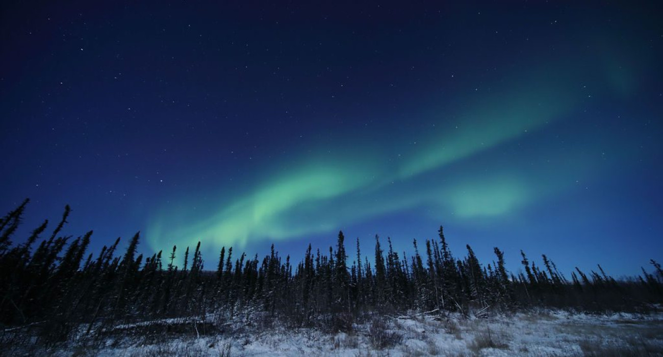 Green Northern Lights stretching across a starry sky above snowy trees in Fairbanks, Alaska