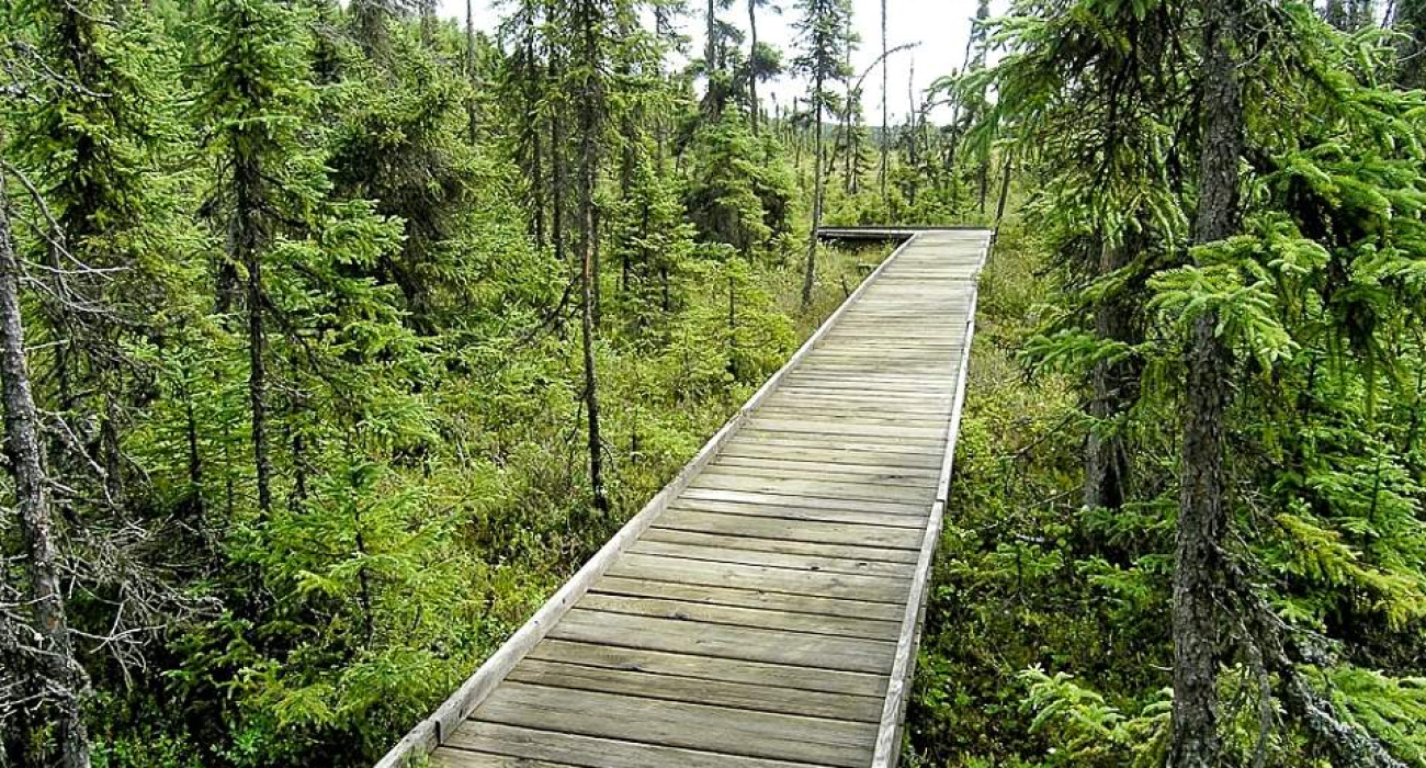 boreal forest